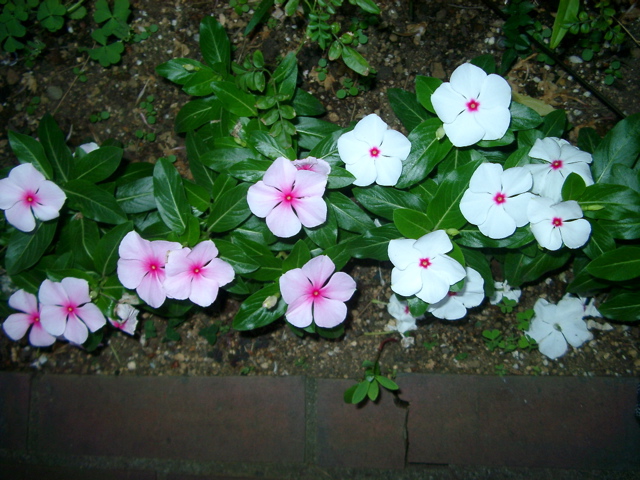 IMGP6782.JPG