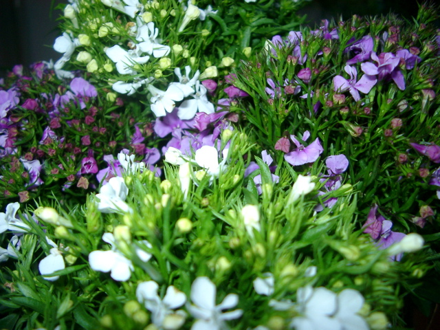 IMGP6784.JPG