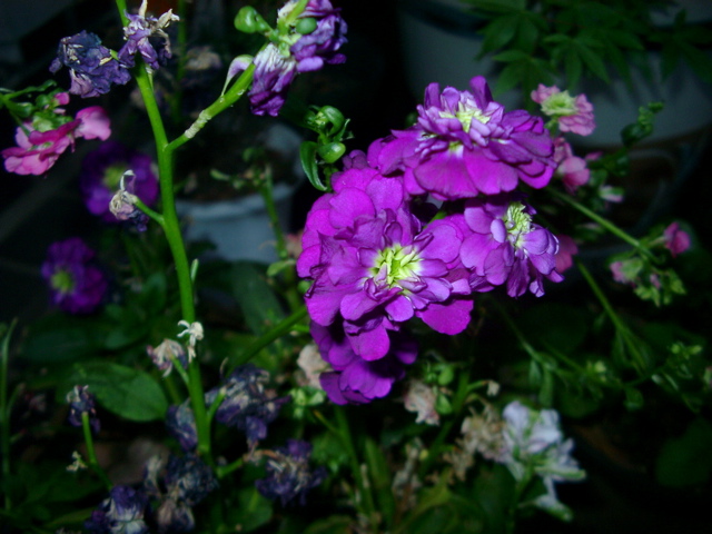 IMGP6785.JPG