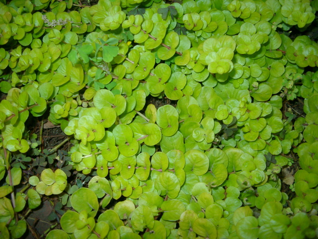 IMGP6787.JPG