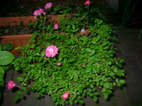 IMGP6778.JPG