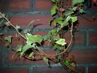 IMGP6788.JPG