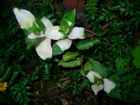 IMGP6790.JPG
