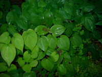 IMGP6792.JPG
