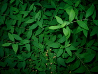IMGP6793.JPG