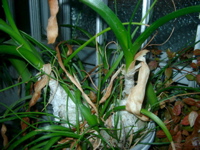 IMGP6794.JPG