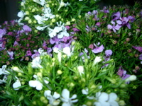 IMGP6784.JPG