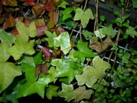 IMGP6786.JPG
