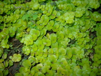 IMGP6787.JPG
