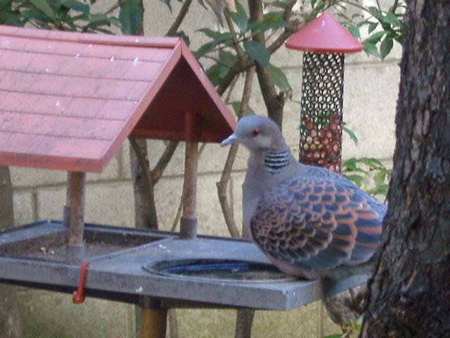 IMGP6573.JPG
