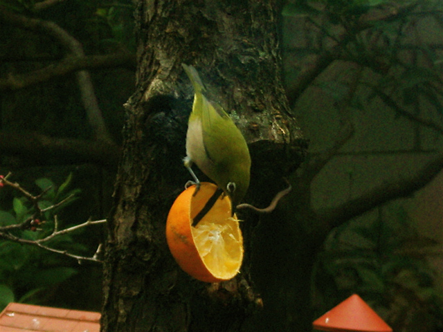 IMGP6595.JPG