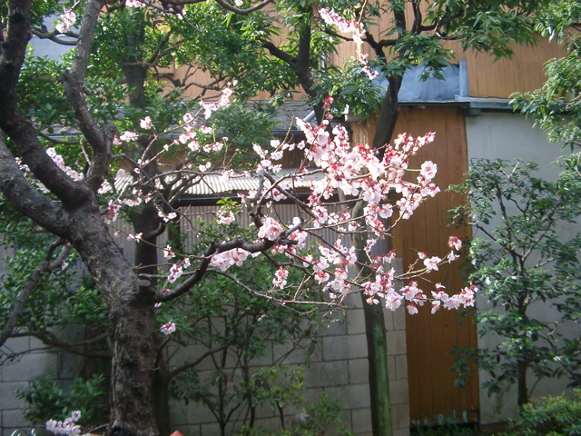 IMGP6621.JPG