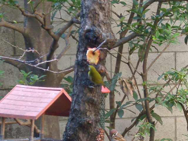 IMGP6587.JPG