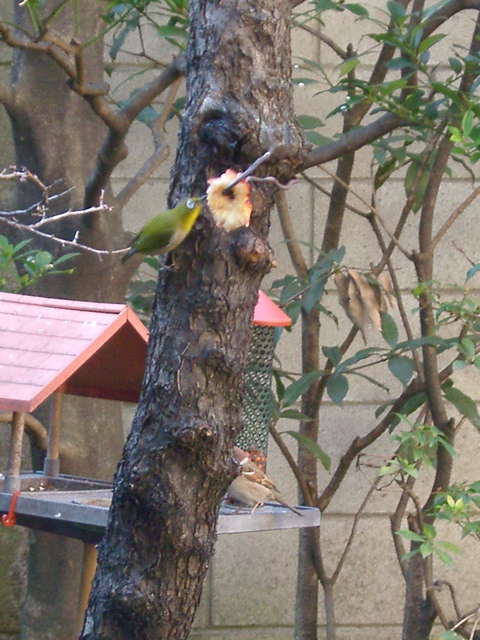 IMGP6588.JPG
