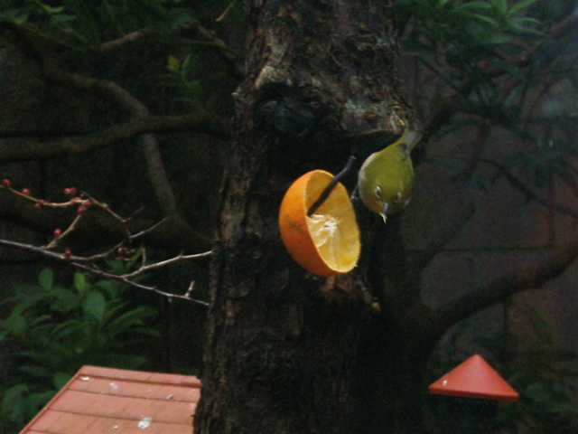 IMGP6593.JPG