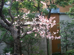 IMGP6621.JPG
