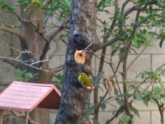 IMGP6586.JPG